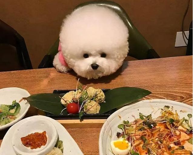 养比熊犬常见的几大坏习惯,比熊犬有哪些坏习惯