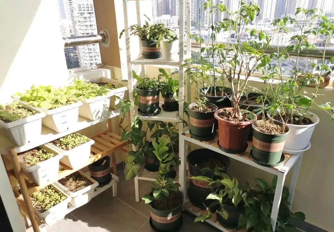 适合懒人家庭种菜100种,家里种菜这3种就够了