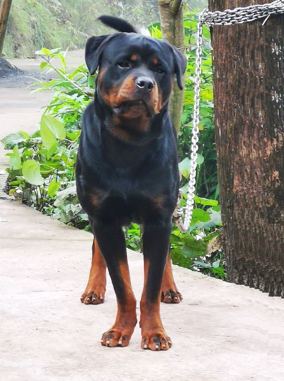 防暴犬,防暴犬都有哪些