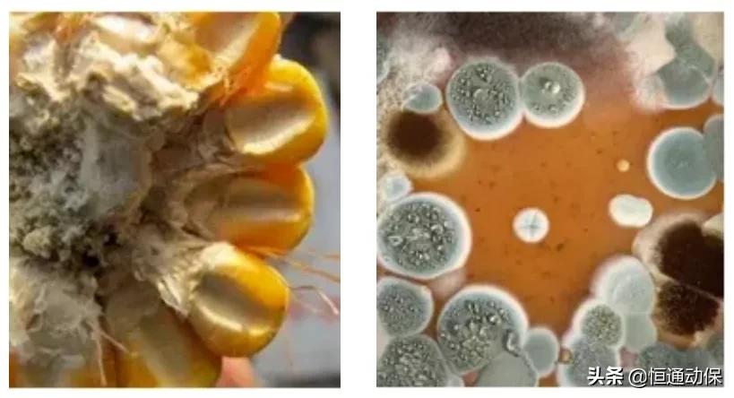 猪场霉菌毒素测定,猪场预防霉菌毒素小妙招