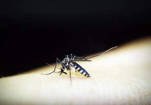 蚊子最爱的六种人,蚊子最爱叮咬6类人