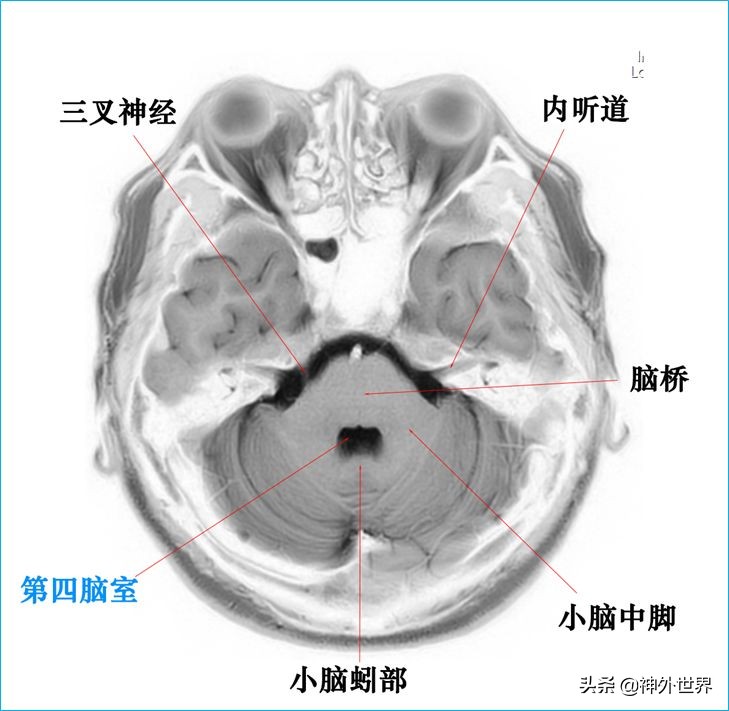 脑解剖学讲解视频全集,脑功能解剖学习