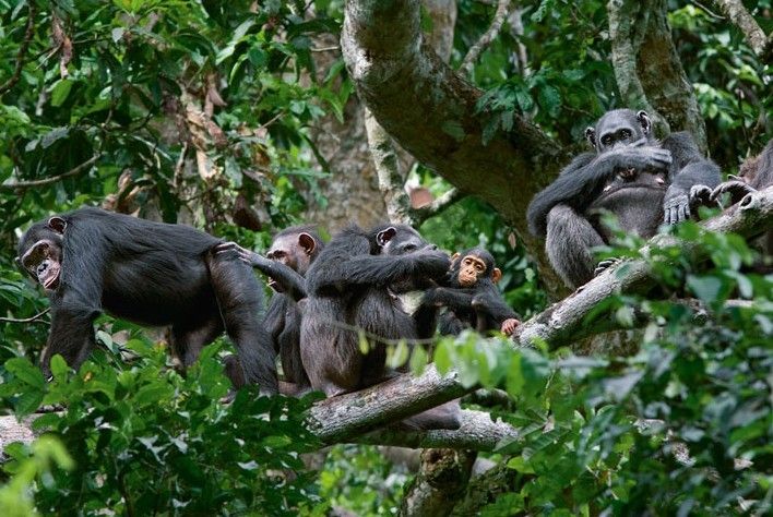 非洲刚果河全景,非洲的刚果河深度
