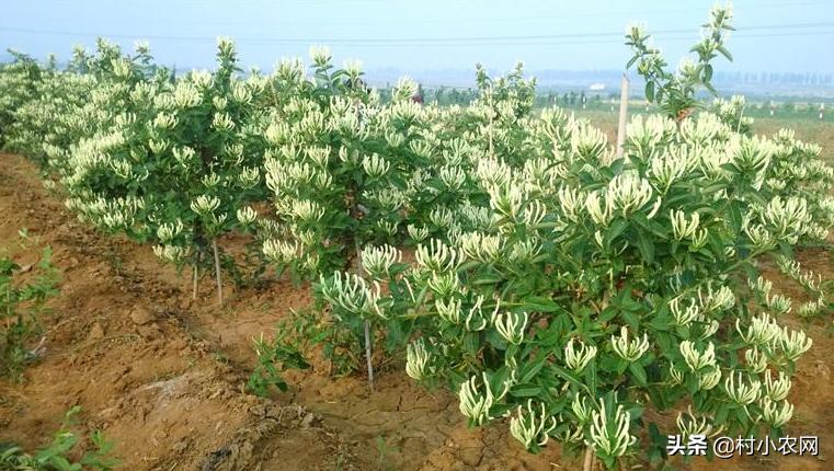 农村最赚钱的创业项目是,2022年农村创业致富的好项目