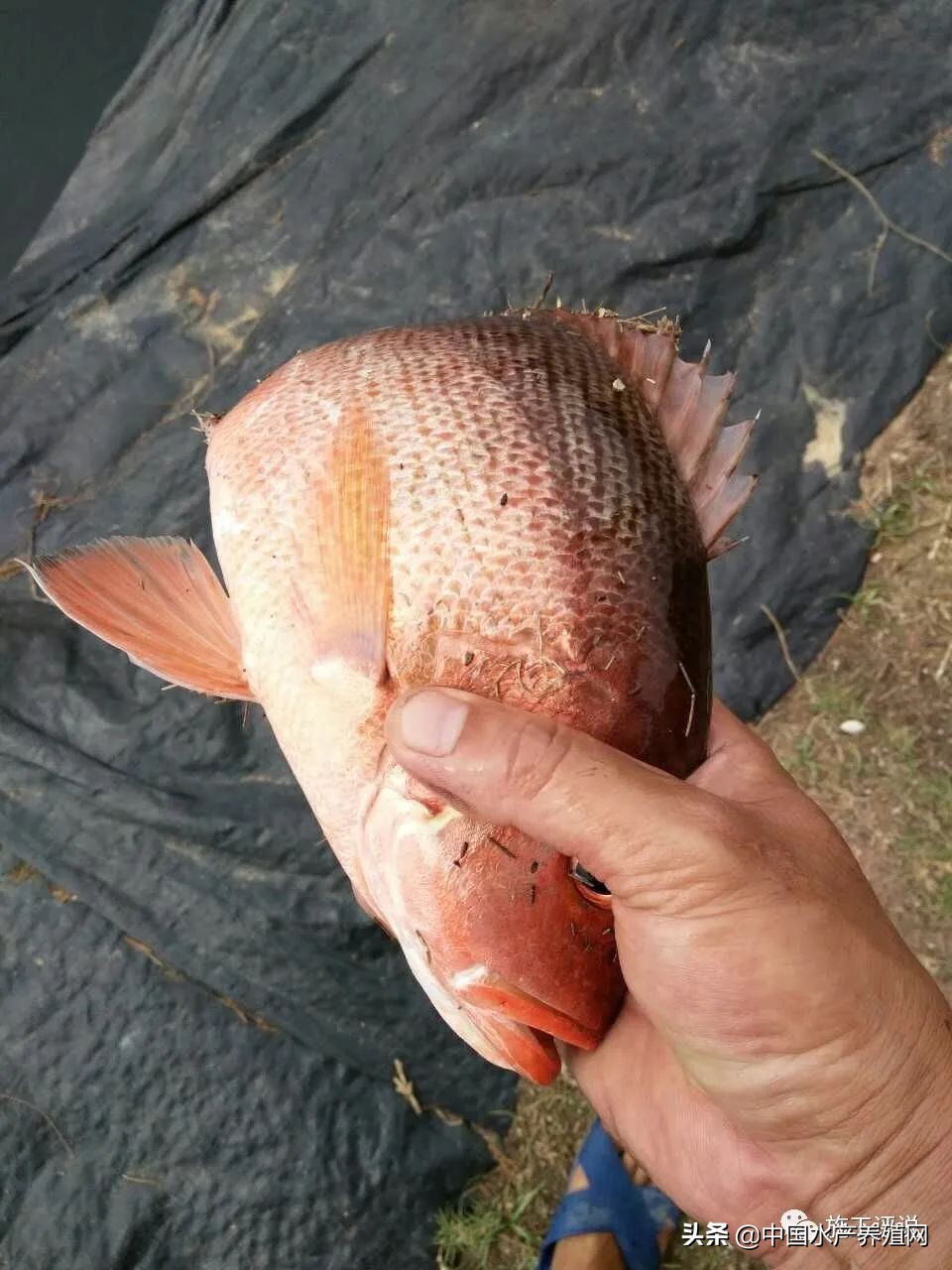 对虾养殖红体消毒用什么好,对虾红体病的原因和治疗