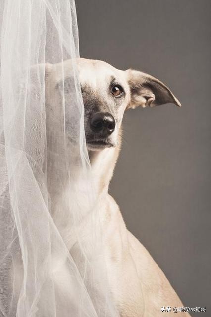 狗狗打架伤口感染硬块怎么处理,狗狗打架受伤后涂药膏多久恢复