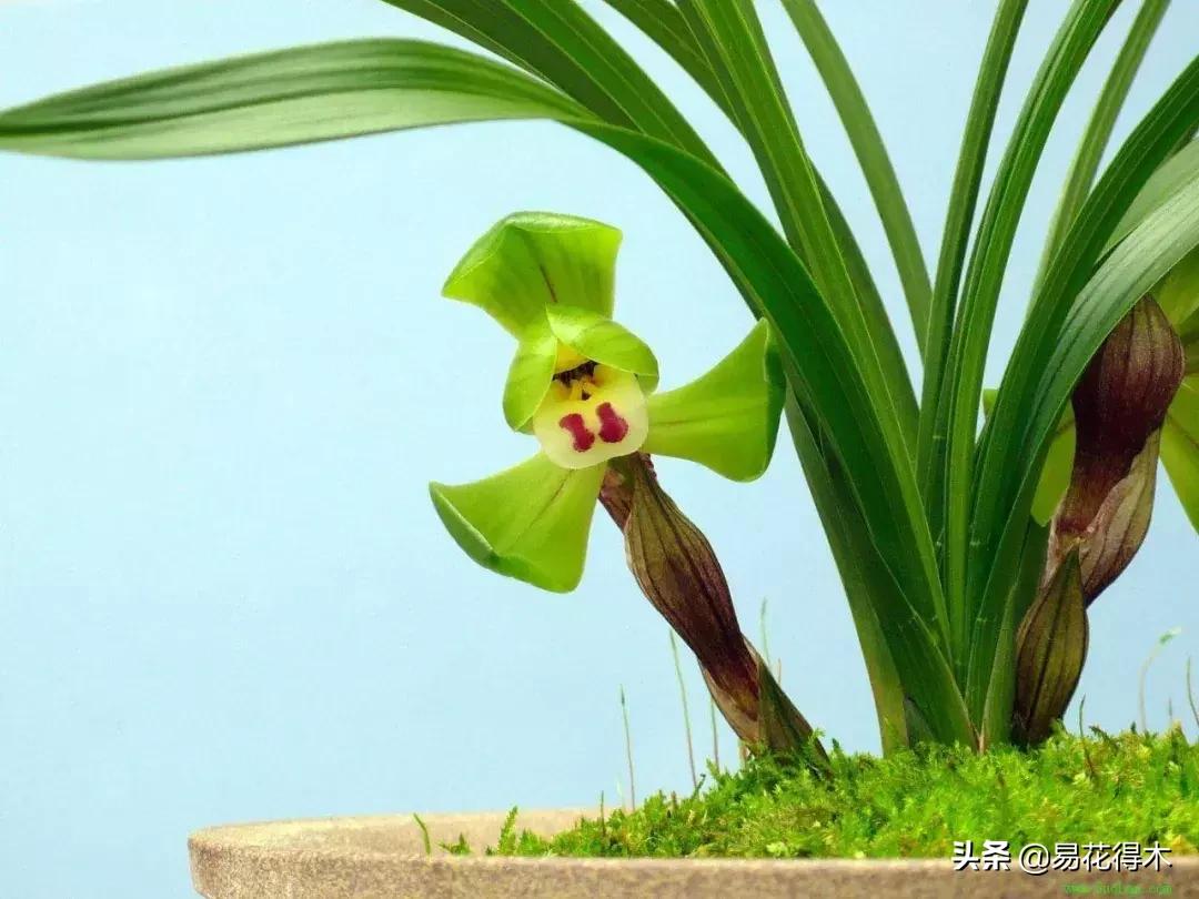 春兰大富贵的来历,春兰翠盖荷和大富贵区别