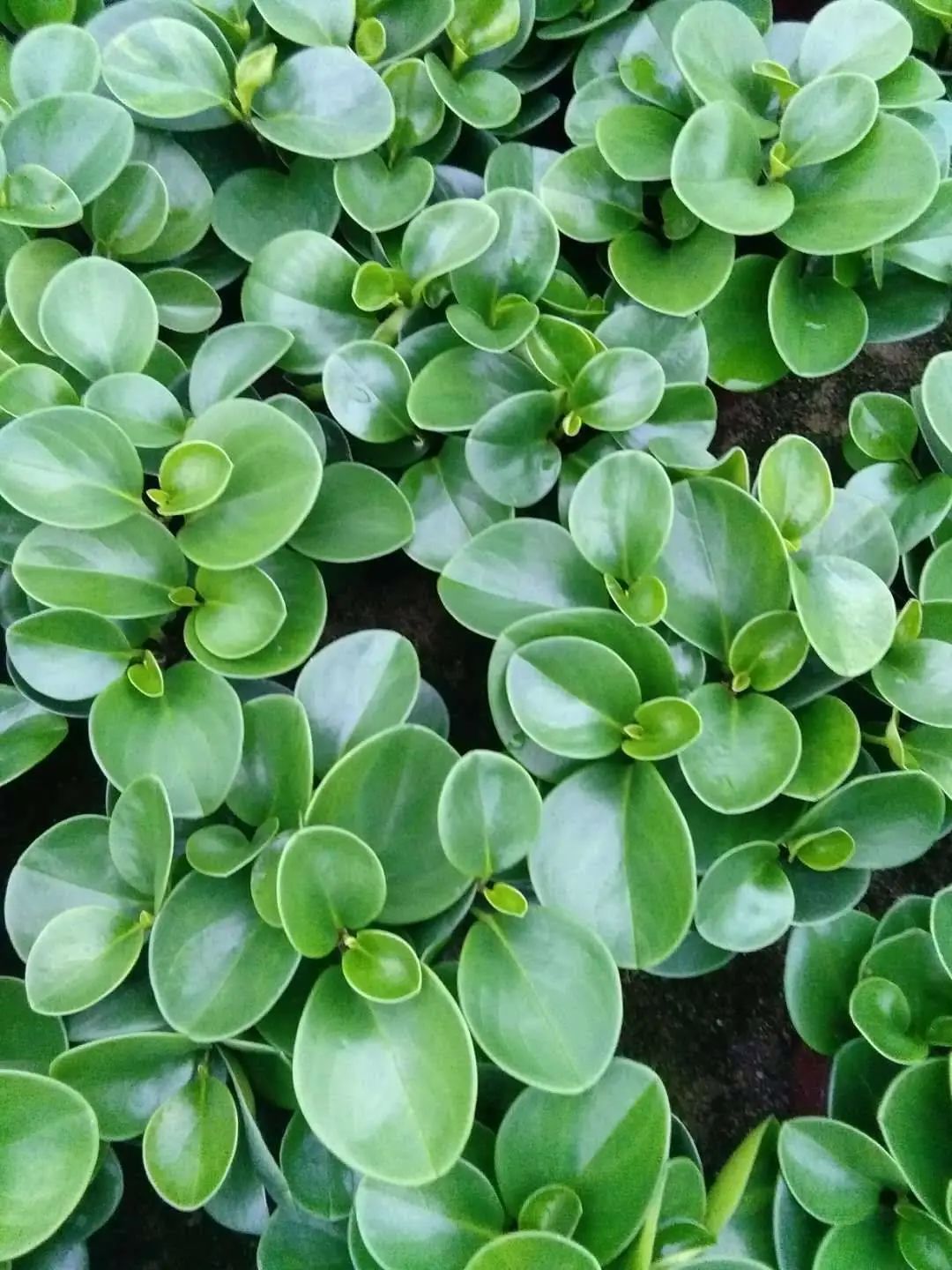 豆瓣绿叶片长黑斑是怎么回事,豆瓣绿新叶子卷曲是怎么回事