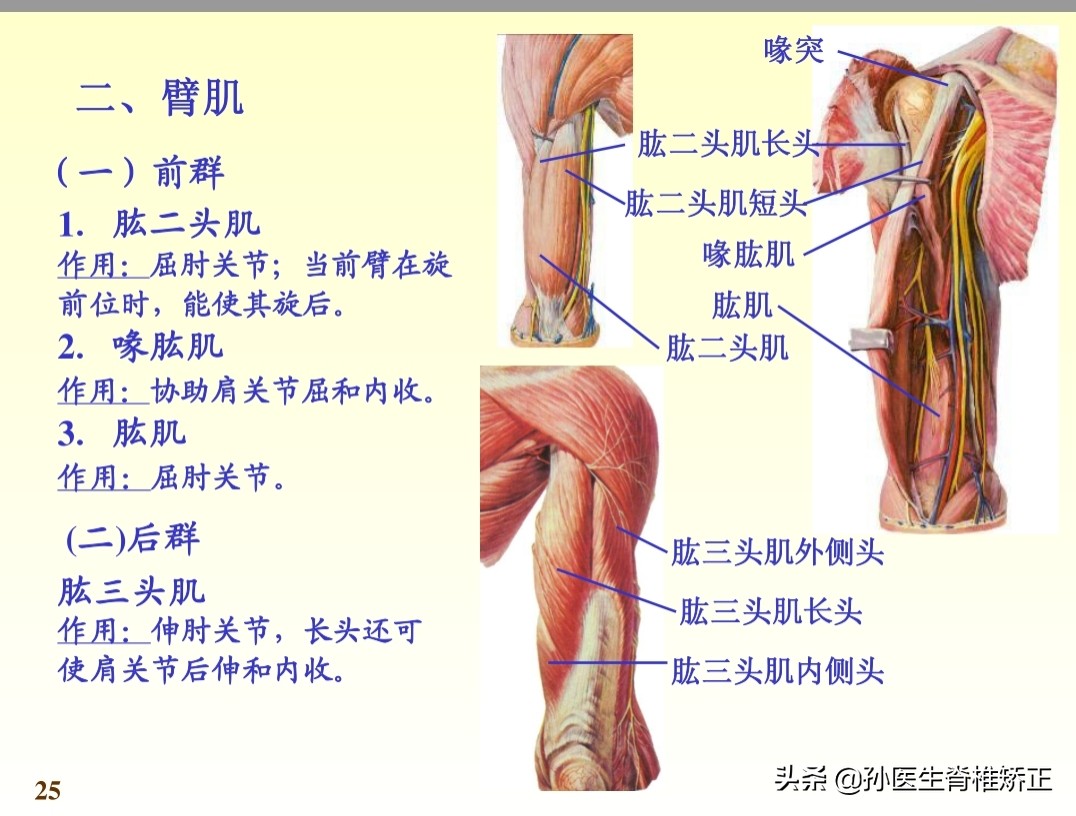 系统解剖学骨学ppt课件,解剖学基本知识ppt课件