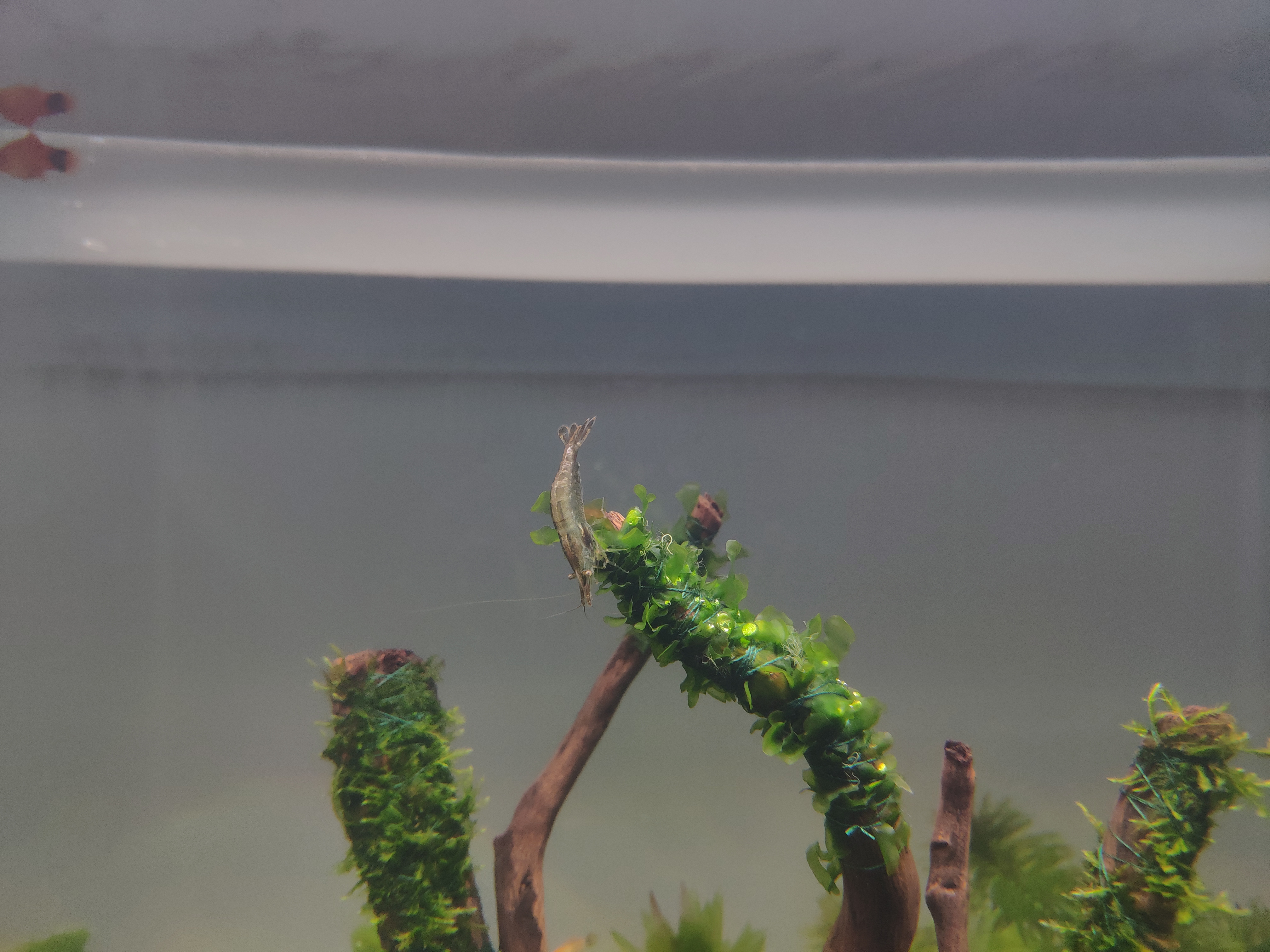 囊螺爆缸会不会导致黑壳虾死亡,10几只黑壳虾一个冬天能爆缸吗