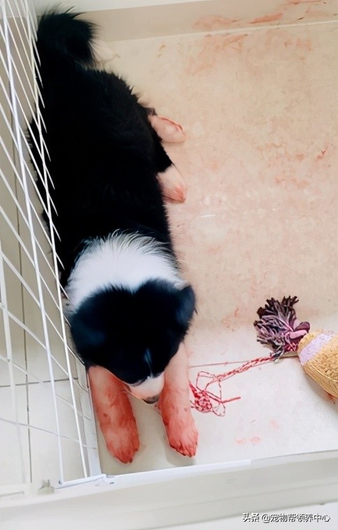 边牧趴在地上的视频,边牧躺在地上