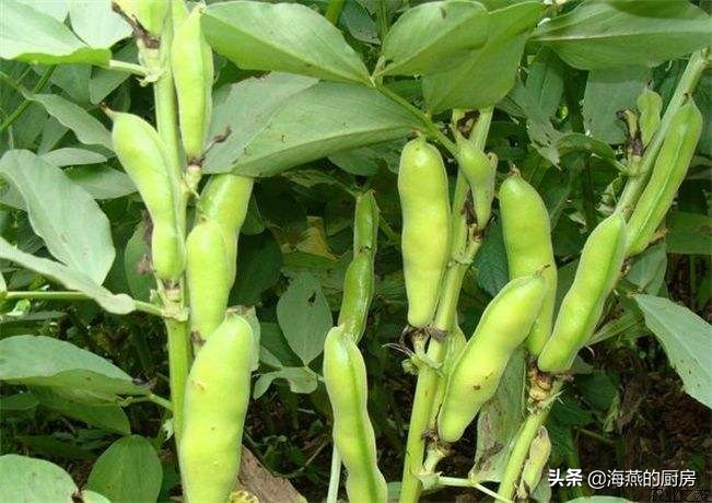 蚕豆的10种最佳吃法,蚕豆的12种最佳吃法