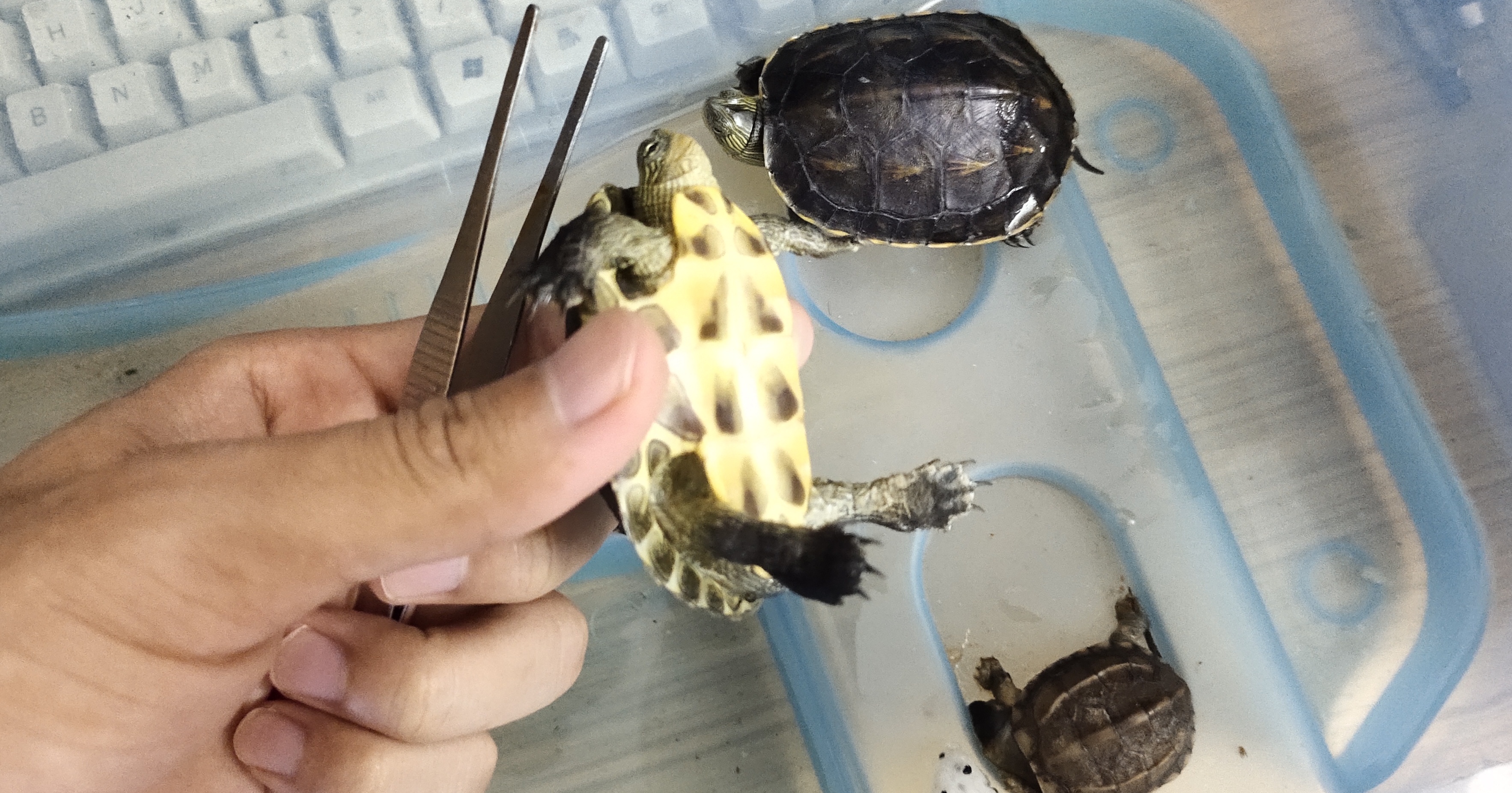 如果乌龟一直不吃食物怎么办,乌龟不吃菜怎么治