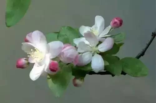 全国56个城市市花一览,56个市的市花