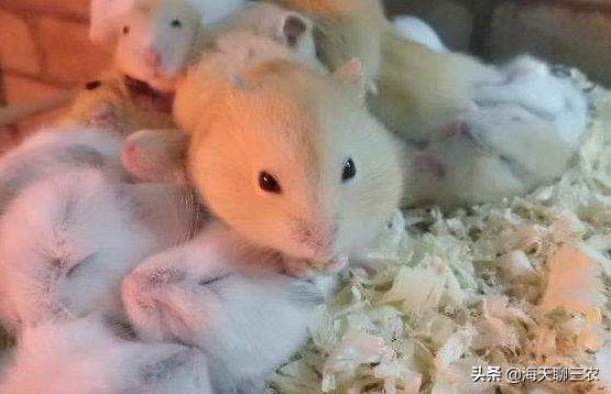 仓鼠养殖技术讲解,仓鼠养殖技术大全教程