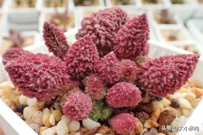 水泡海豹和粉海豹,水泡海豹种类大全大图