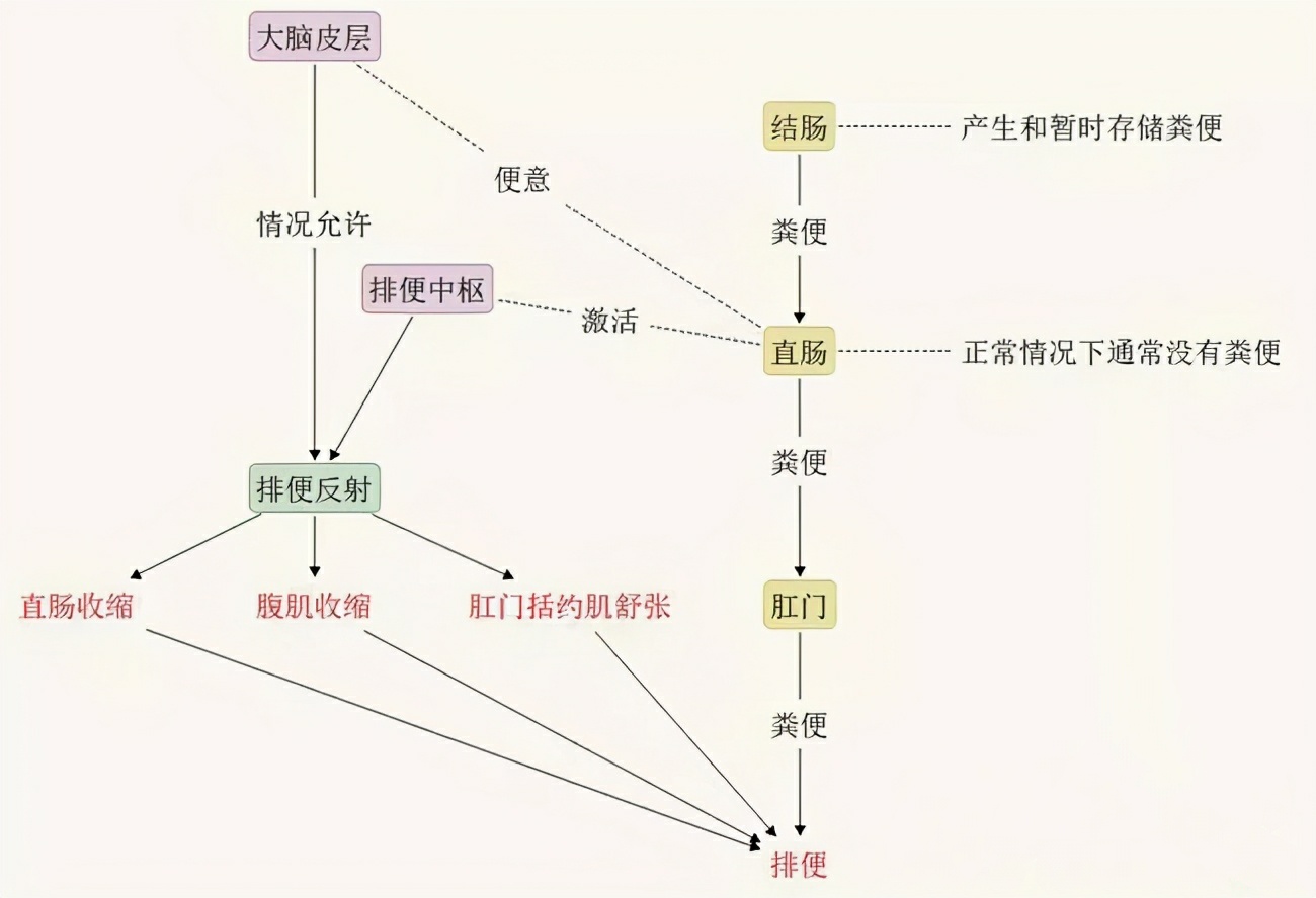 腹泻拉肚子推荐食疗方法,调理腹泻的食物食谱