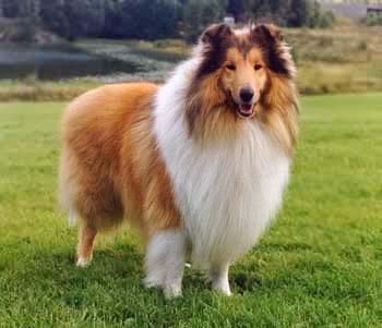 世上最罕见的狗品种图片,全世界狗品种视频