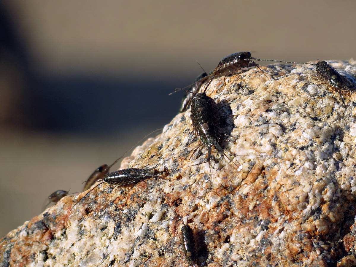 海蟑螂和蟑螂的区别,海蟑螂类似的虫子