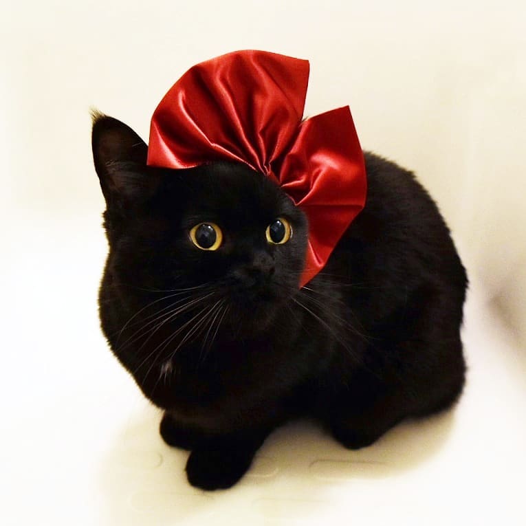 日本卡通小黑猫,日本动漫小黑猫