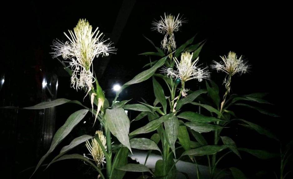 富贵竹叶子窄杆细怎么办,富贵竹叶子太长了怎么处理