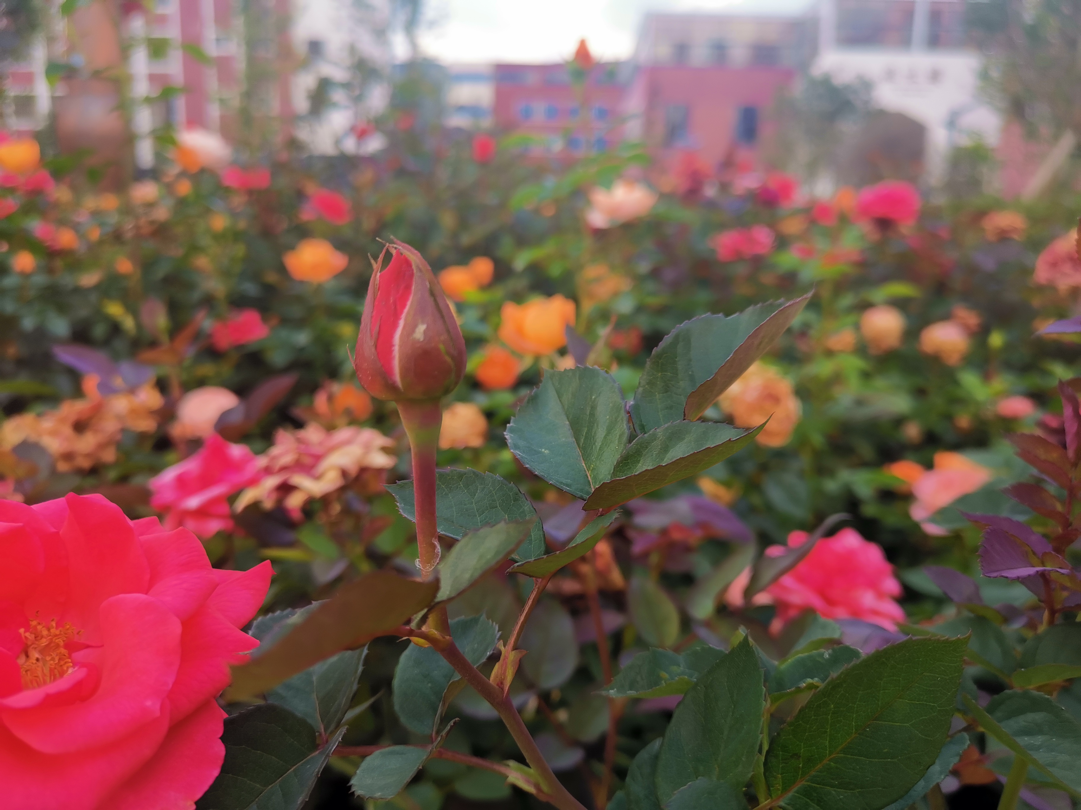 会泽县东陆高级中学校毕业典礼,会泽县东陆高级中学校初中学费