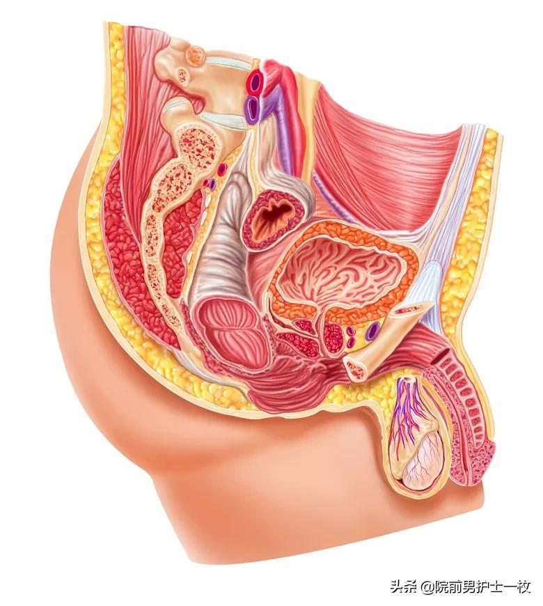 男性尿道损伤哪几种,男性尿道损伤怎么解决