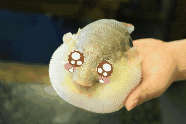 快死的鱼变活鱼，竟然只要往鱼嘴里加点这个就可以实现了