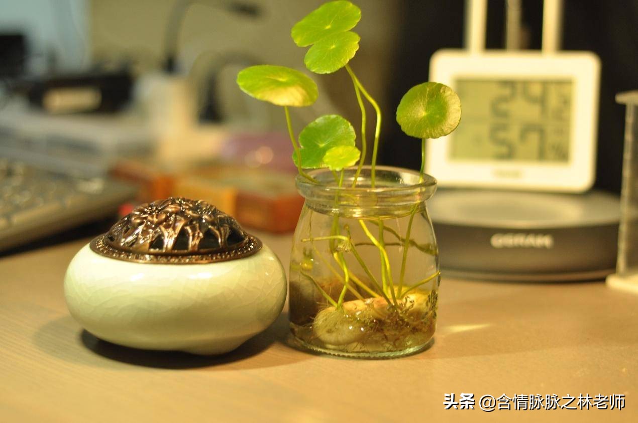 家里植物长得不好有什么说法,家里什么植物都养不好是什么原因