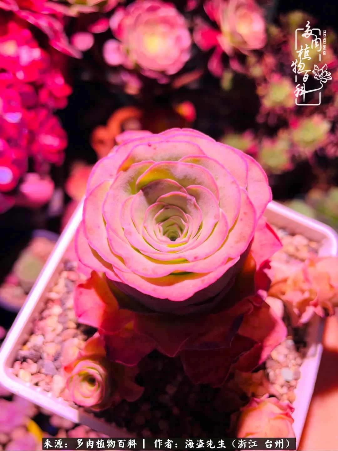 山地玫瑰养护顺口溜,山地玫瑰的养护种植注意事项视频