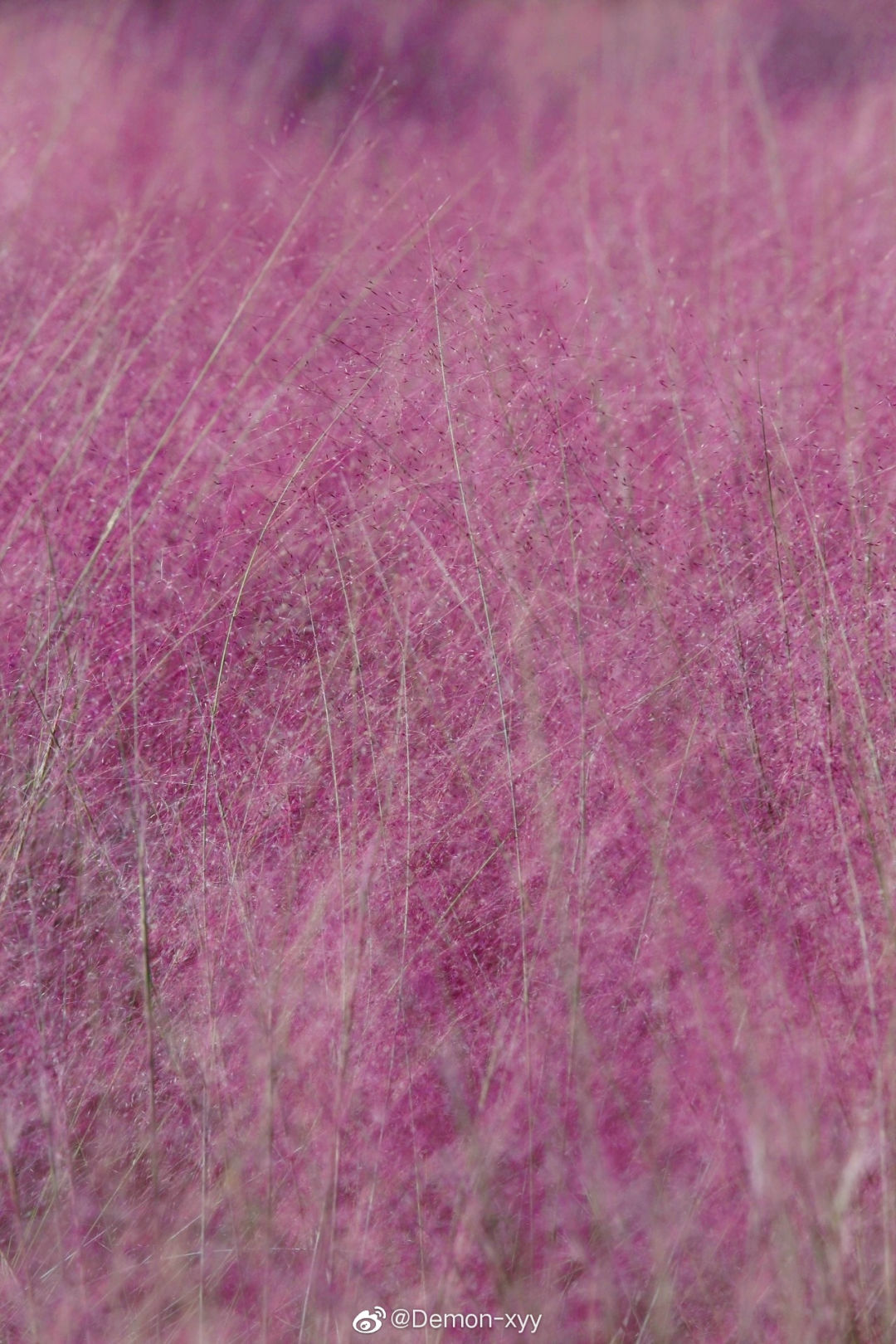 粉黛乱子草红了！成都周边这6个地方，不收门票这周就能去