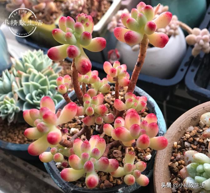 10种公认最好养好养的多肉老桩,比较好养的多肉老桩