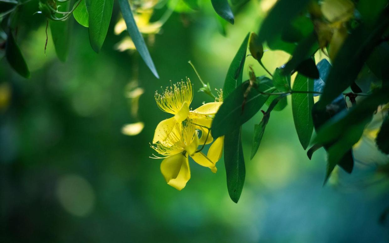 为什么吃草不算杀生,植物也是生命吃植物不是杀生吗
