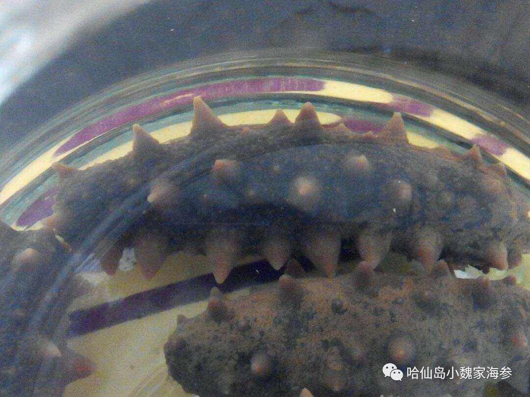 煮过海参比较浓的汤能喝吗,泡发过海参的水能喝吗