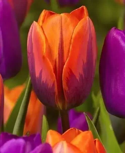 世界上十大鲜花排名图片,世界十大漂亮名贵花卉