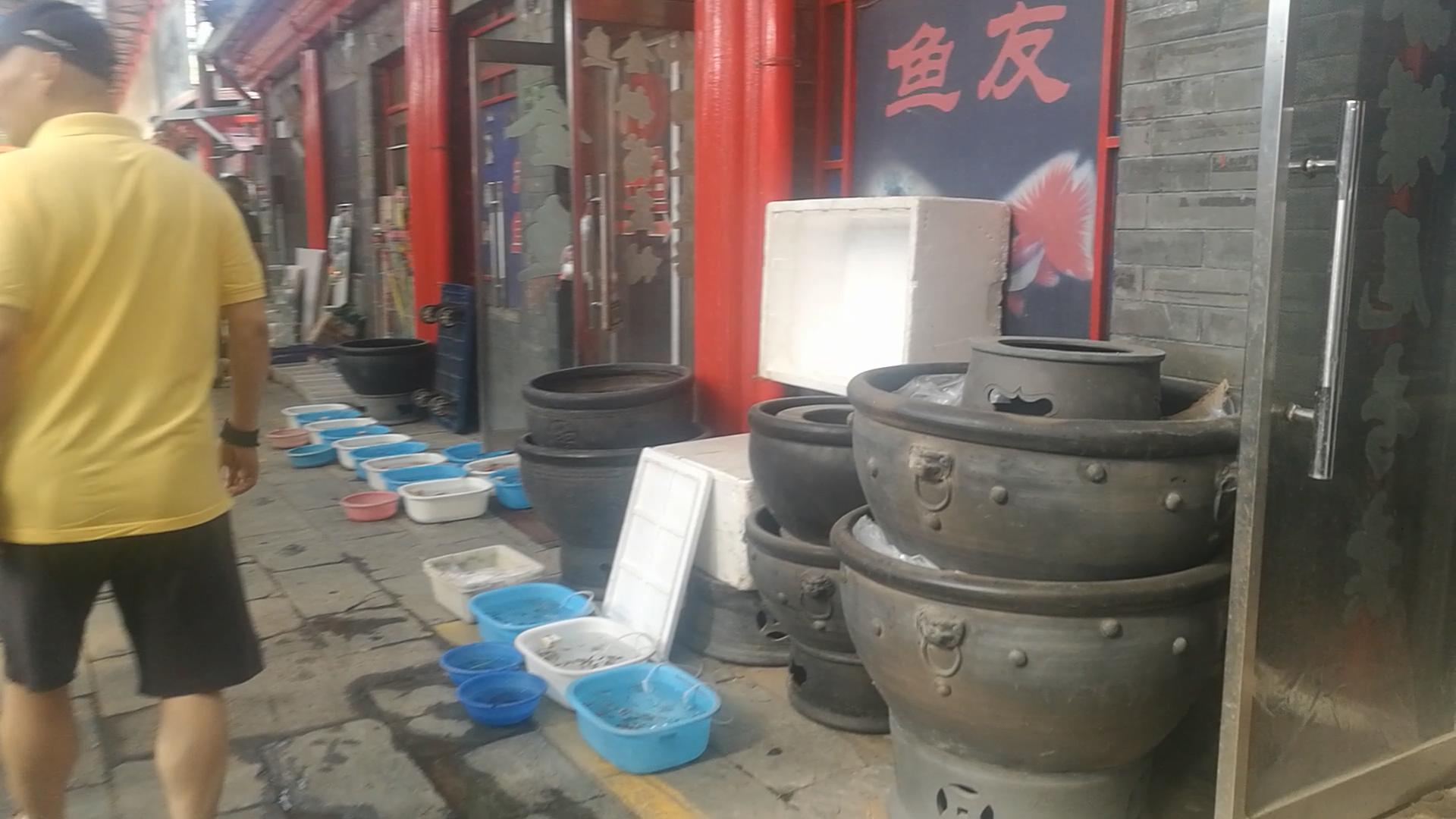 2020年北京观赏鱼批发市场夜市,观赏鱼夜市北京