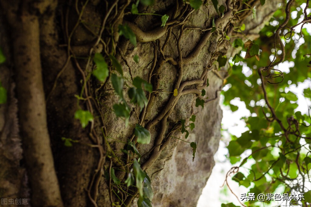 树和藤的深度解析,藤和树为什么会缠在一起
