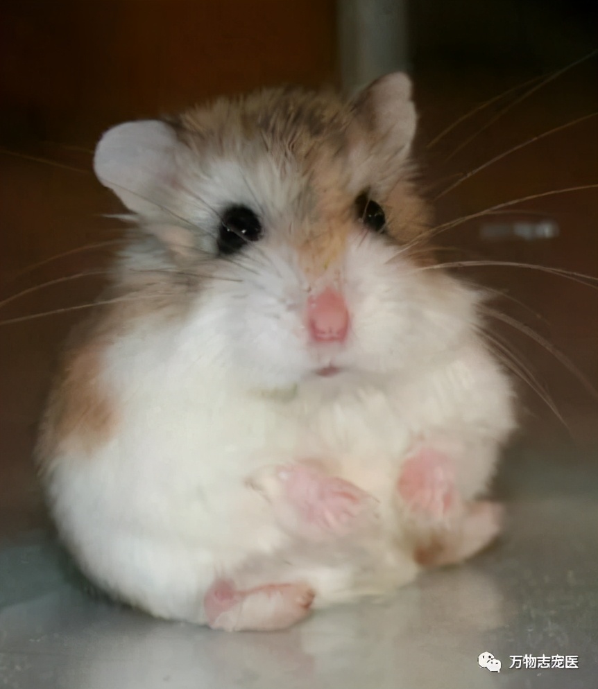 常见仓鼠疾病图片高清可爱,养仓鼠患呼吸道疾病