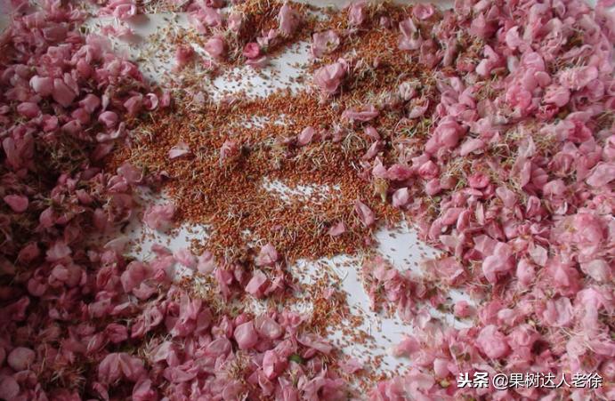 桃树开春管理视频,大棚桃花期用什么药