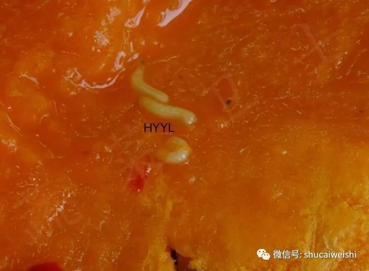 瓜实蝇防治视频,如何有效防治瓜实蝇