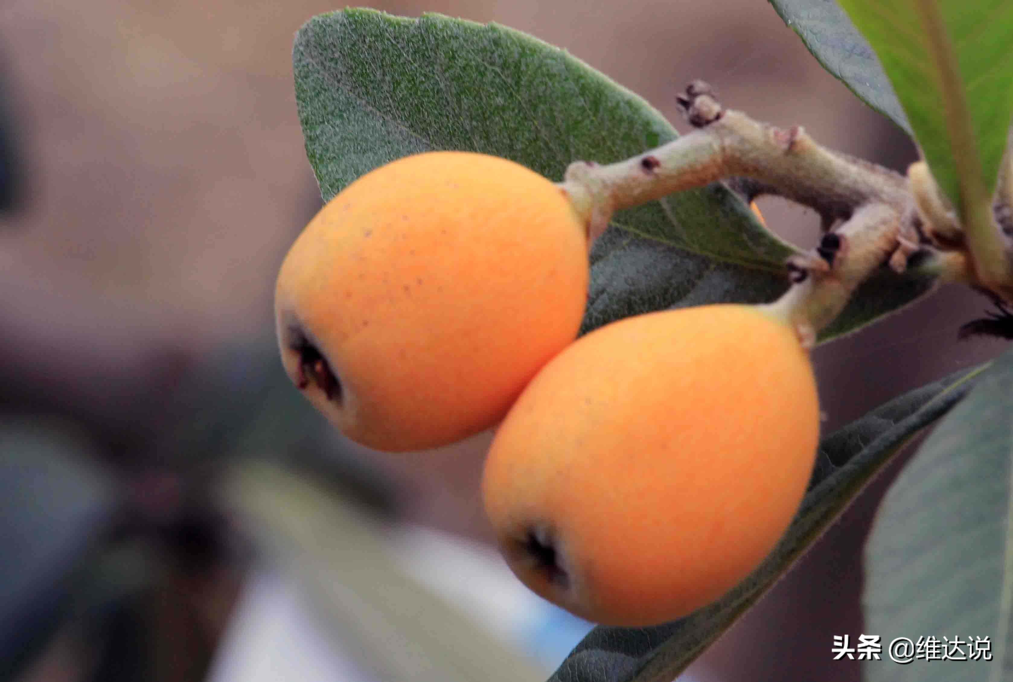 跨越万水千山寄来枇杷，止咳化痰事小，友谊地久天长事大