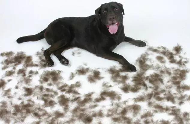 狗狗肉垫怎么护理,夏季狗狗撕咬不坏的垫子