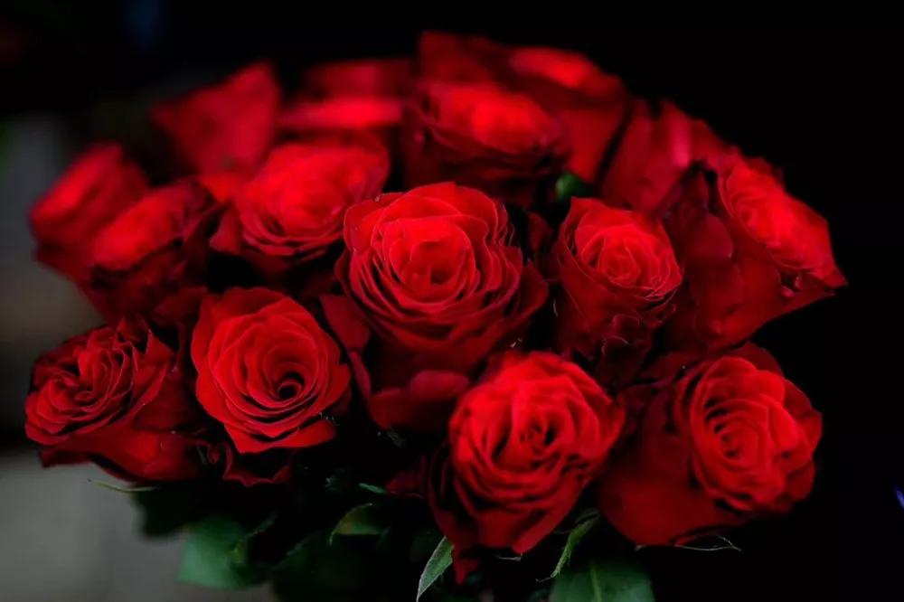 花店常用玫瑰花品种大全,一篇文章带你认识三亚40种花