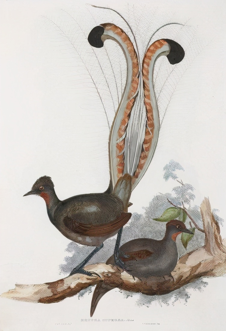 雄性琴鸟模仿叫声视频,雄琴鸟捕食者