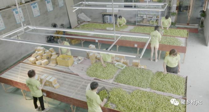 重庆江津石蟆青果,江津石蟆青果