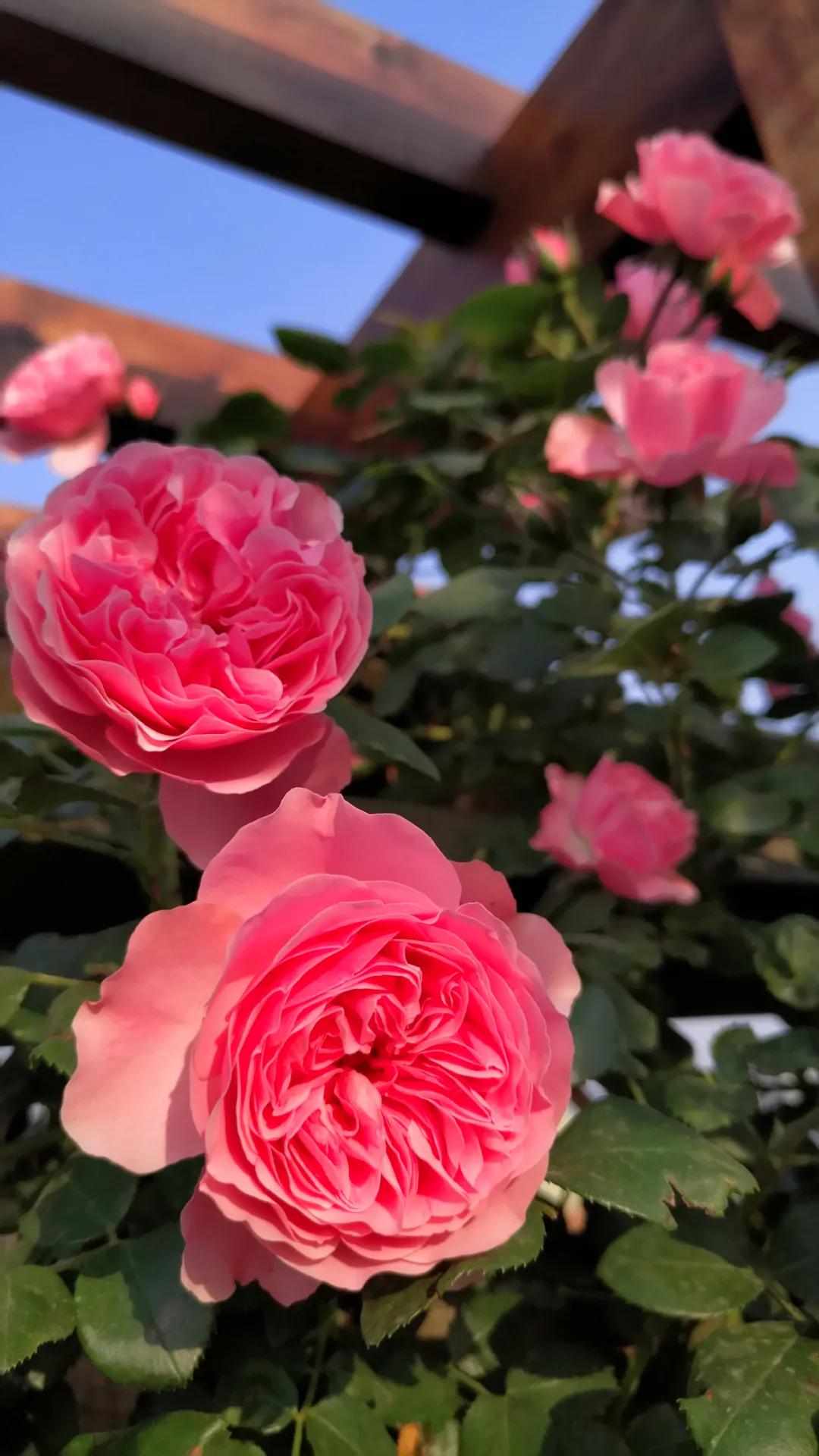 一棵粉达，撑起一座花园的一个春天