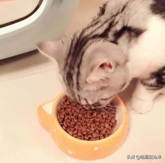 猫咪只吃猫粮不吃肉类可以吗,猫咪只吃肉不吃猫粮怎么补充营养