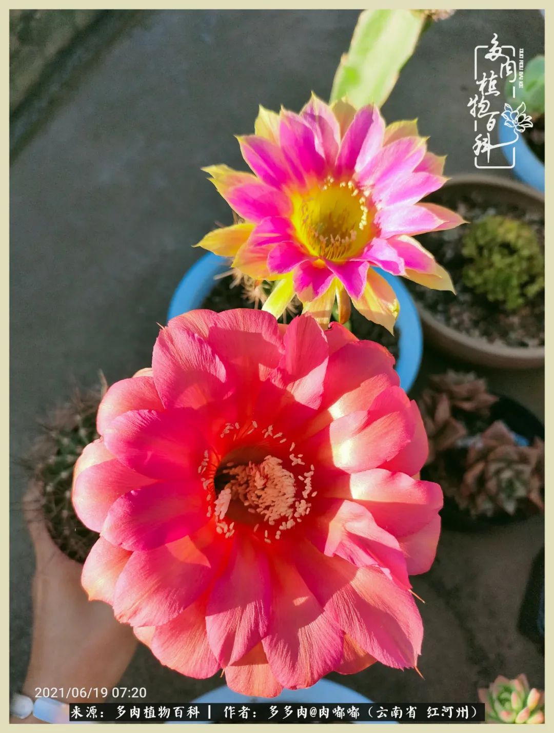 这个春天我们一起去赏花,这个季节我们一起去看花