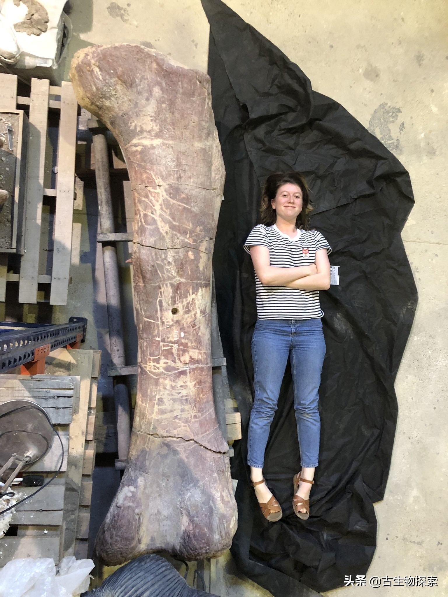 泰坦龙是最大的恐龙吗,世界上最高的恐龙是泰坦巨龙吗