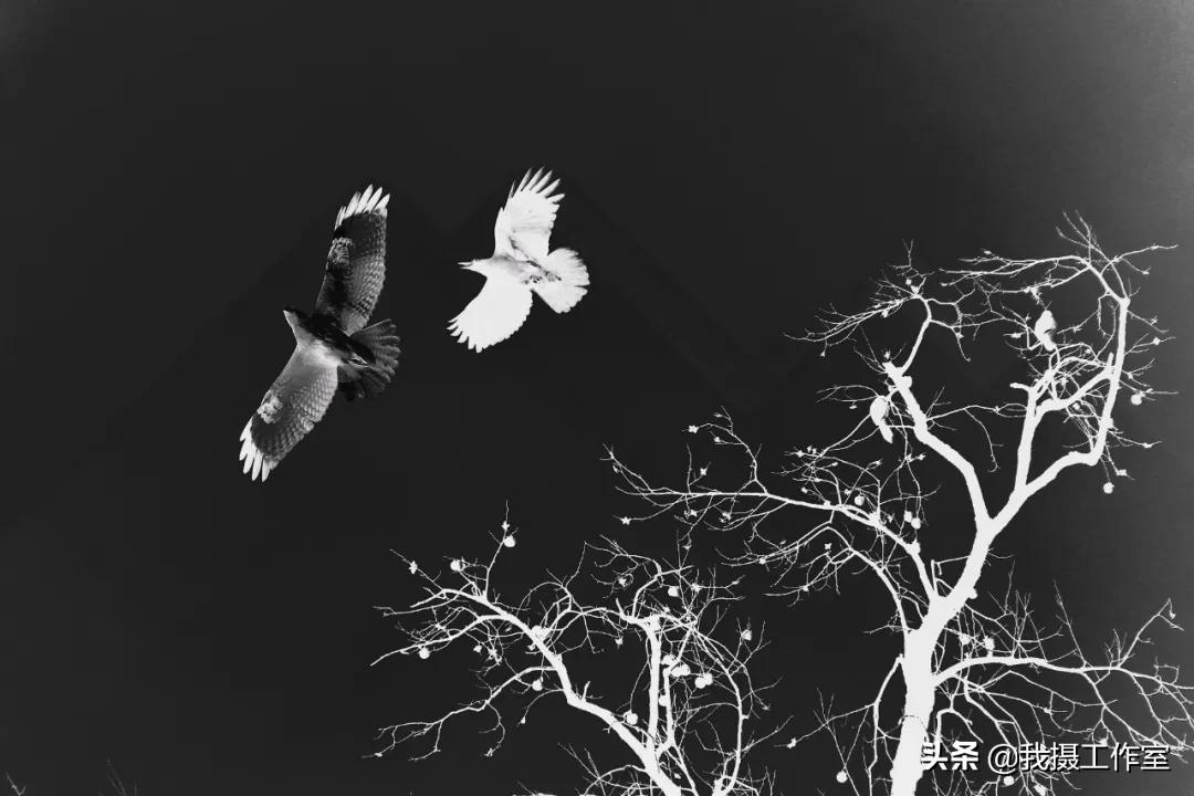 第16届国际摄影艺术展获奖作品,第29届全国摄影艺术展览作品集